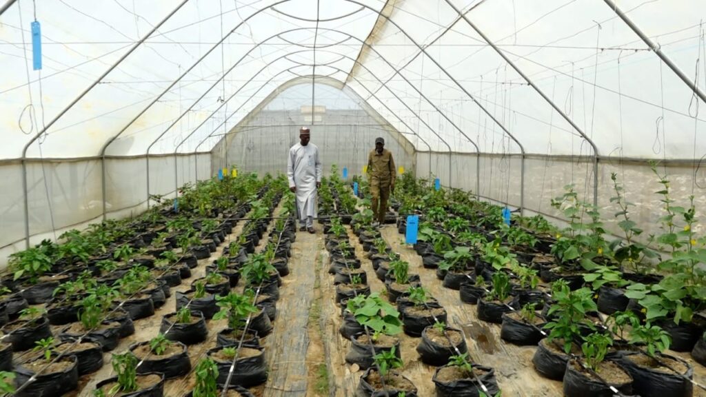 Gotomo Farms Founder Urges Nigerian Youth to Embrace Agribusiness for Wealth and Food Security
