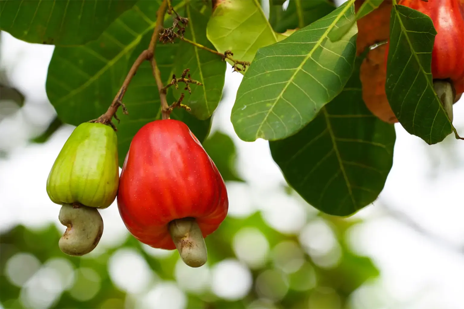 Nigeria Aims to Become World’s Top Cashew Producer with 1 Million Seedling Initiative