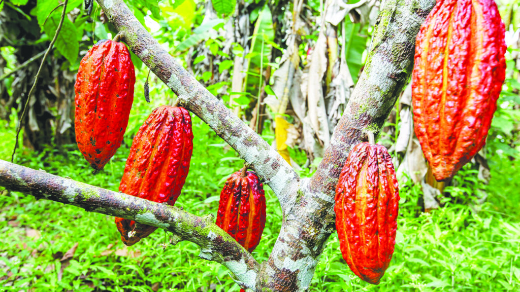Nigeria Eyes Cocoa Industry Revival as Global Prices Surge Above $8,700 per Ton