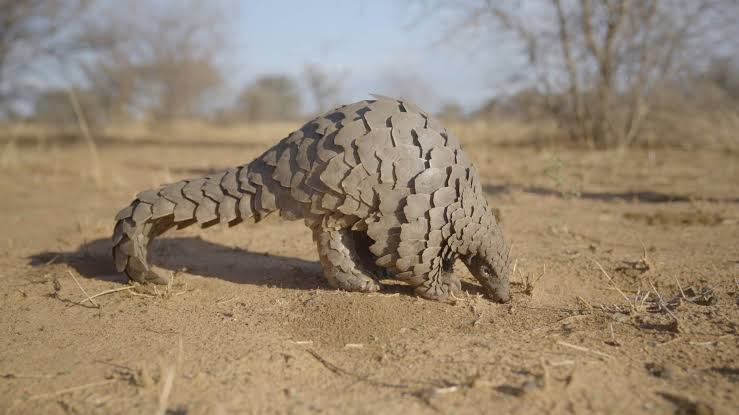 Nigeria Declares War on Wildlife Trafficking with Landmark Conservation Law