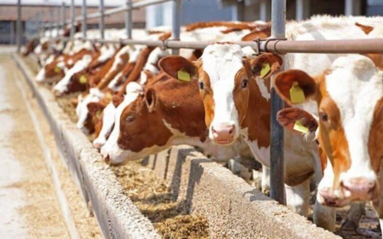The Livestock Revolution: DBN and World Bank Unleash N9 Billion Strategy to Feed the Nation