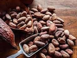African Cocoa Giants Unite to End “Raw Bean” Export Dominance