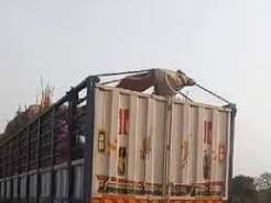 ORO/WCA Urges Ghanaian Government to Release Detained Nigerian Onion Trucks