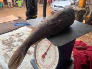 Urban Aquaculture Terminal Processes 50 Tonnes Daily Amid Drastic Supply-Chain Inflation
