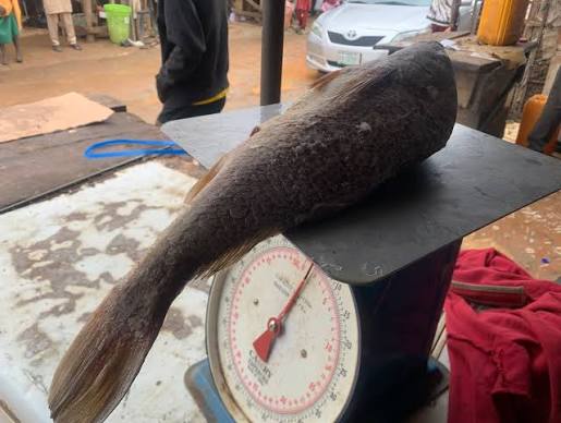 Urban Aquaculture Terminal Processes 50 Tonnes Daily Amid Drastic Supply-Chain Inflation
